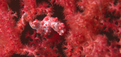 Hippocampus bargibanti