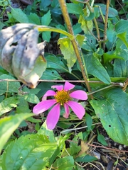 Echinacea