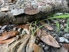 Hexagonia
