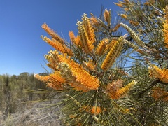 Grevillea eriostachya