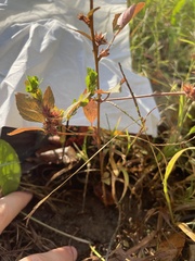 Acalypha gracilens