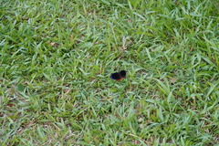 Elymnias hypermnestra