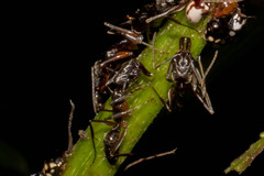 Odontomachus haematodus