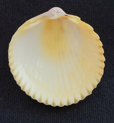 Dallocardia muricata