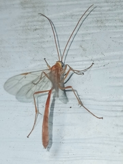 Enicospilus americanus-complex