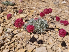 Eriogonum ovalifolium