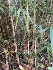 Arundinaria tecta