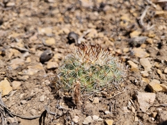 Pediocactus simpsonii