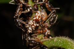 Odontomachus haematodus