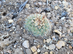 Pediocactus simpsonii