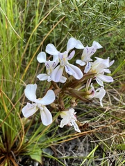 Disa sagittalis