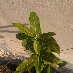 Ficus concinna