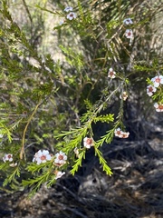 Chamelaucieae