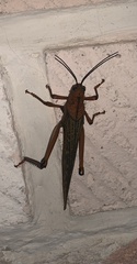 Tropidacris