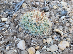 Pediocactus simpsonii
