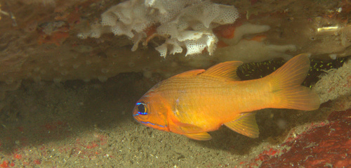 Yellowlined cardinalfish (Ostorhinchus chrysotaenia) — Apogonidae