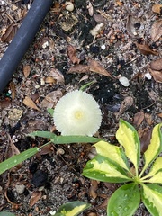 Leucocoprinus fragilissimus