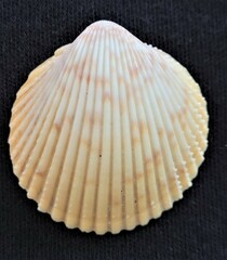 Dallocardia muricata