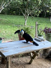 Ramphastos tucanus