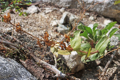 Penstemon cyananthus cyananthus