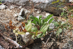 Penstemon cyananthus cyananthus