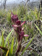Disa ophrydea