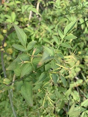 Jasminum