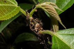 Odontomachus haematodus