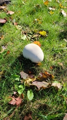 Calvatia gigantea