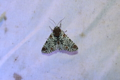 Harrisimemna trisignata