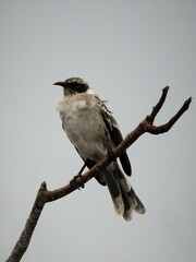 Mimus parvulus bauri