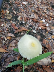Leucocoprinus fragilissimus