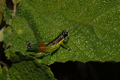 Liebermannacris dorsualis