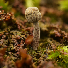 Mycena meliigena