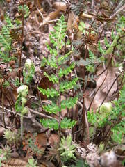Paragymnopteris marantae marantae