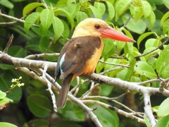 Pelargopsis amauroptera