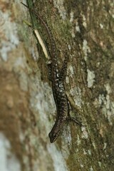 Sphenomorphus melanopogon