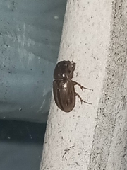 Labarrus cincticulus