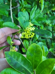 Cestrum citrifolium