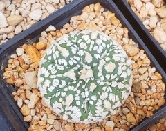 Astrophytum asterias