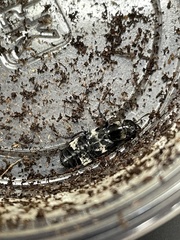Creophilus maxillosus