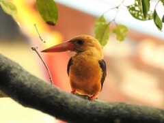 Pelargopsis amauroptera