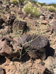 Acleisanthes chenopodioides