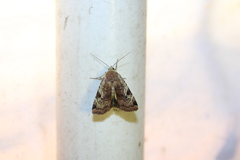 Cryptocala acadiensis