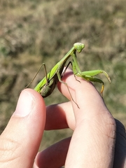 Mantis religiosa