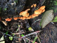 Favolaschia