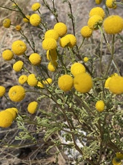 Pentziinae