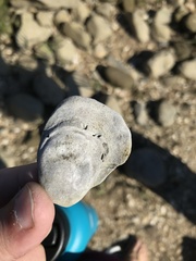 Crassostrea virginica