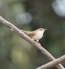 Prinia socialis