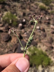 Acleisanthes chenopodioides